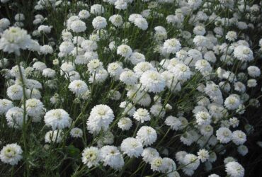 Fleurs de camomille romaine en bretagne