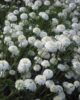 Fleurs de camomille romaine en bretagne