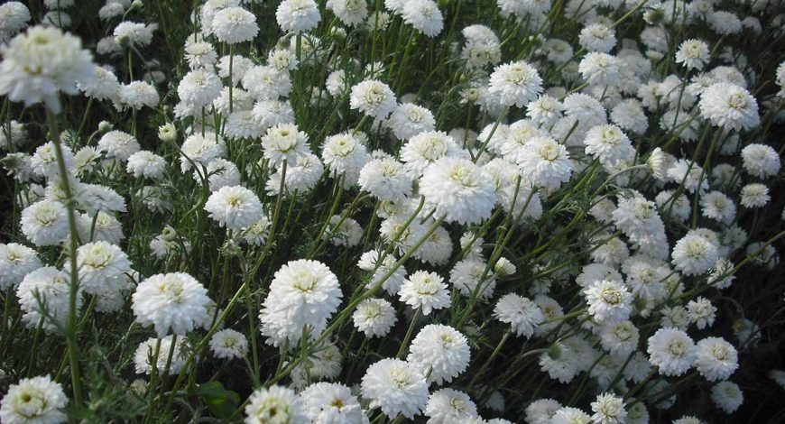 fleurs camomille romaine bretagne 870x470 - Accueil - Avelenn