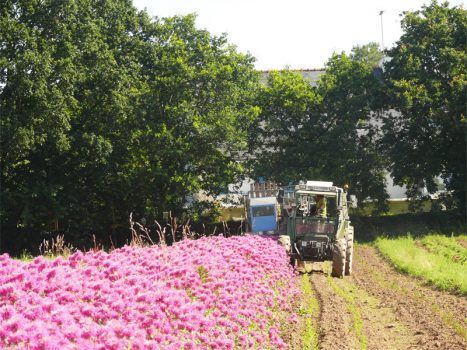 ferme avelenn 467x350 - Producteur d'Huiles Essentielles