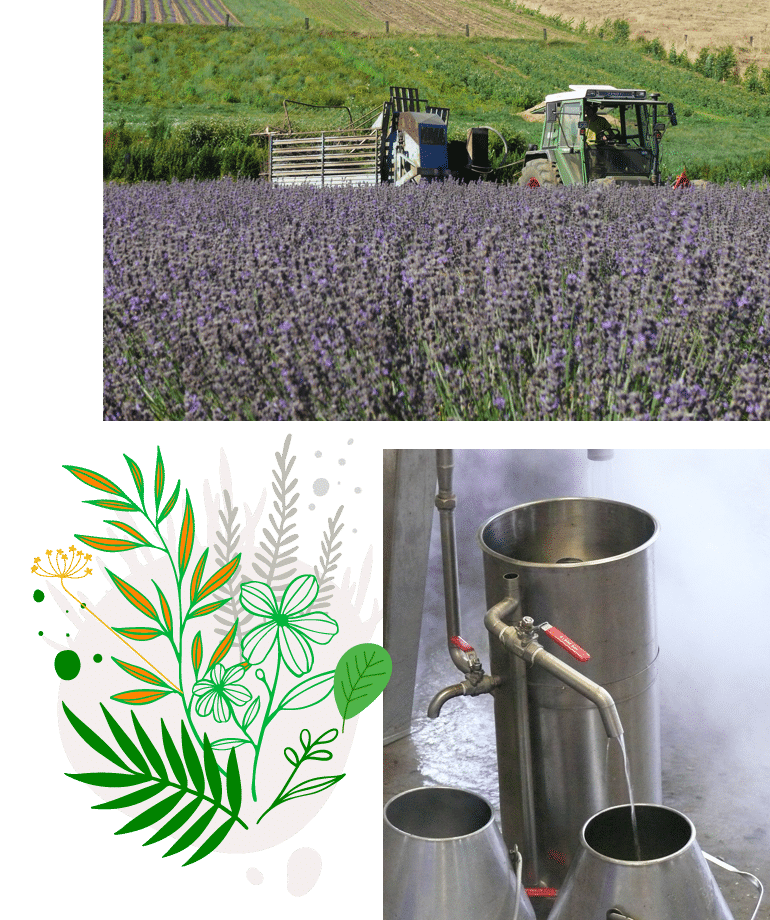 Producteur d'Huiles Essentielles paysans distillateurs - Producteur d'Huiles Essentielles