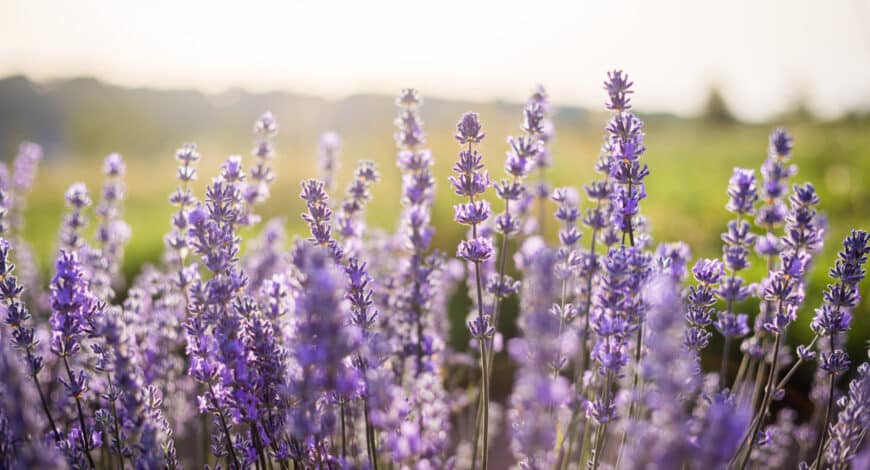 Fleurs de lavande en fin de journée