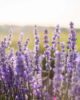Fleurs de lavande en fin de journée