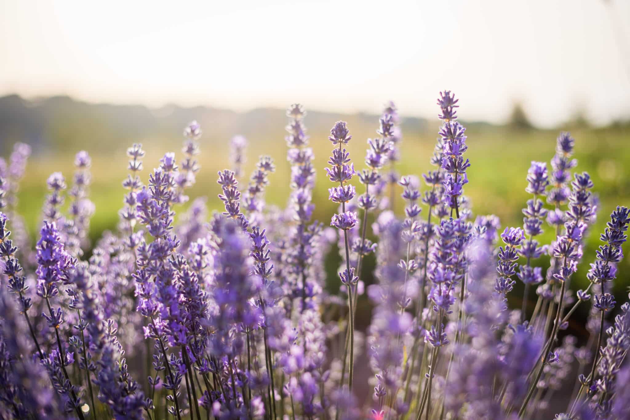 Fleurs de lavande en fin de journée